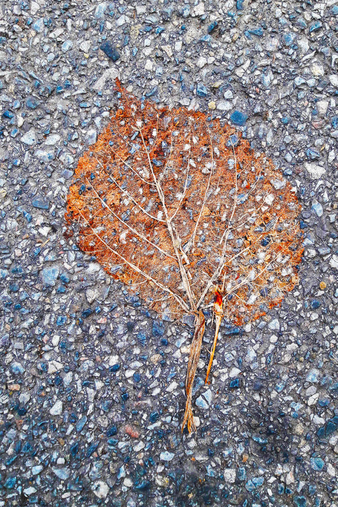 ein Blatt im Asphalt eingeschmolzen